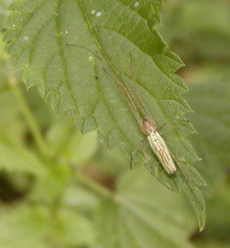 Tetragnatha sp.