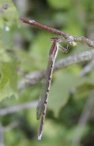 Sympecma fusca