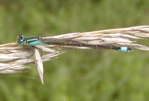 Ischnura elegans