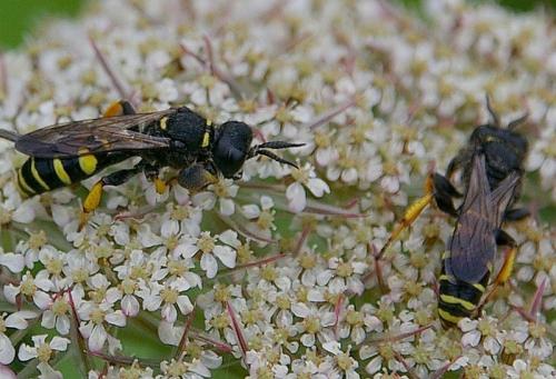 Crabro cribrarius