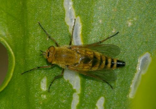 Thereva nobilitata