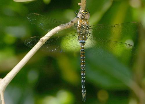 Réf. 22 368 : Aeshna mixta