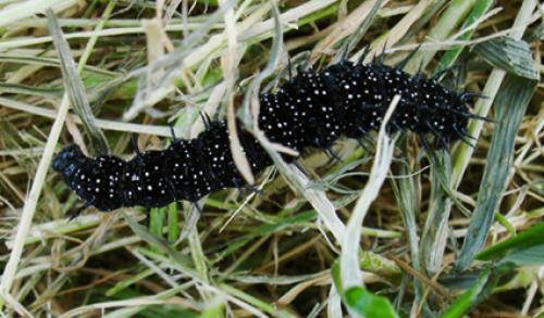 Aglais io