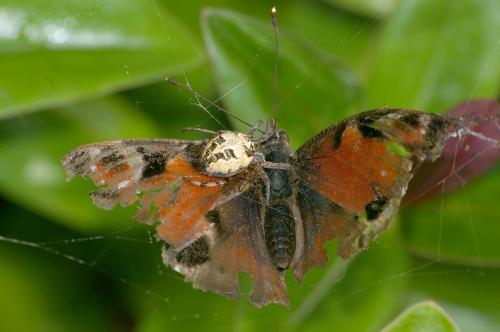 Réf. 22 436 : Aglais io