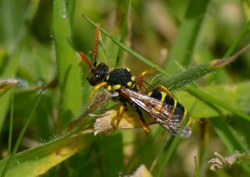 Nomada sp.