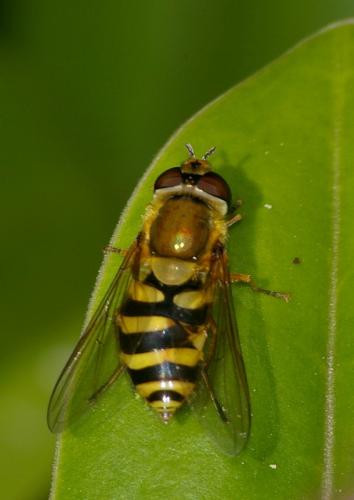 Syrphus ribesii