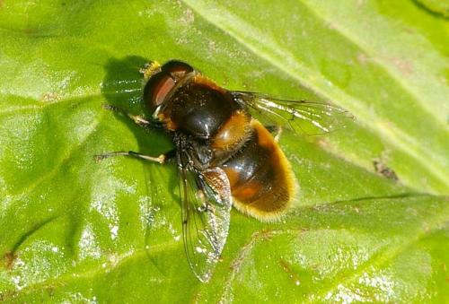 Eristalis intricaria
