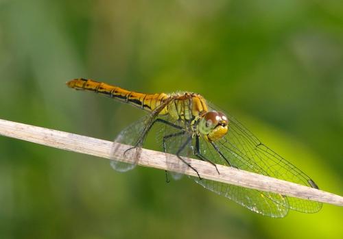 Sympetrum sanguineum