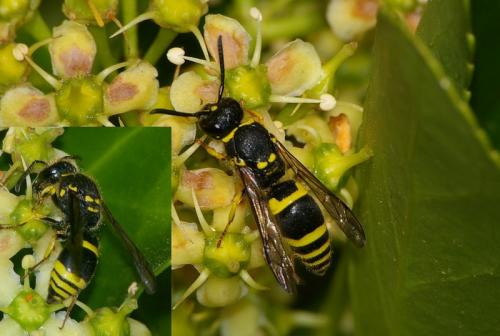 Réf. 22 943 : Ancistrocerus sp.