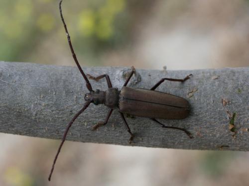 Aegosoma scabricorne