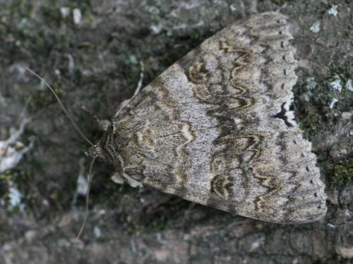 Catocala nupta