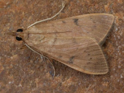 Uresiphita gilvata
