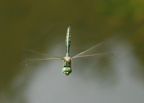 Réf. 22 467 : Somatochlora sp.