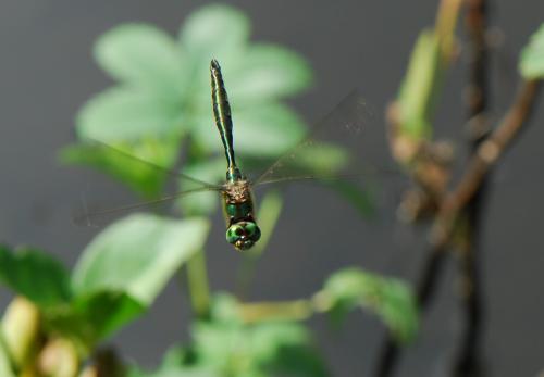 Somatochlora metallica