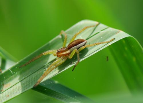 Dolomedes sp.