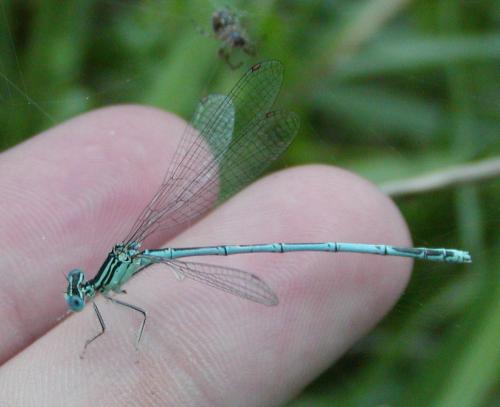 Platycnemis pennipes