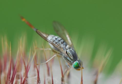 Réf. 22 333 : Terellia longicauda