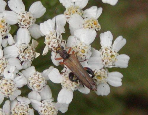 Oedemera podagrariae