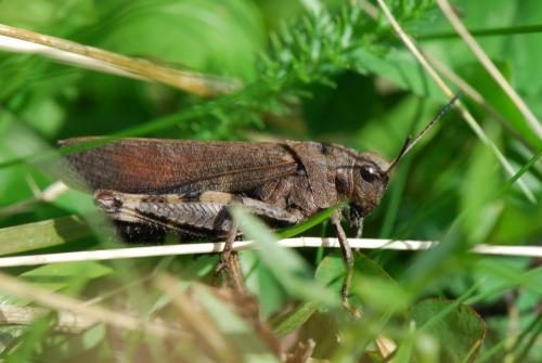 Réf. 22 972 : Psophus stridulus stridulus