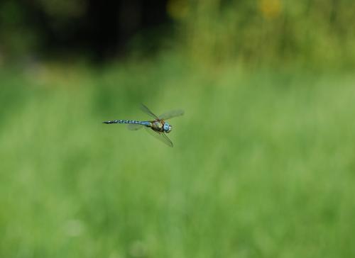 Aeshna affinis