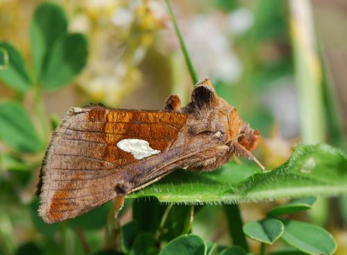 Réf. 22 413 : Autographa bractea