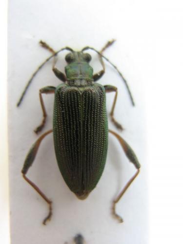 Réf. 22 205 : Donacia crassipes