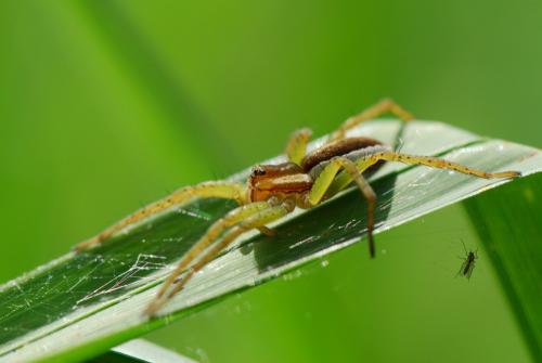 Dolomedes sp.