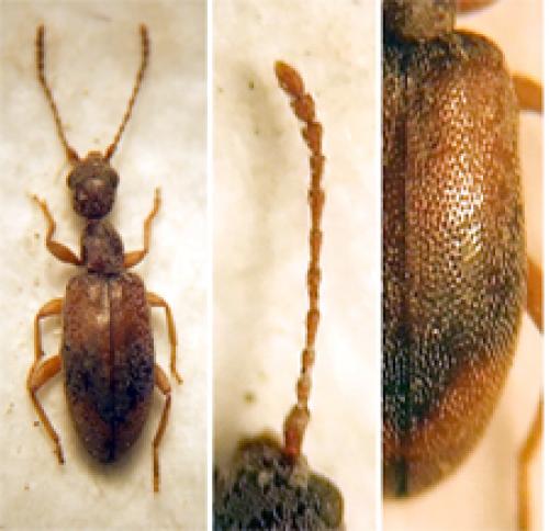 Endomia occipitalis