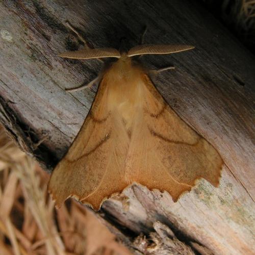Ennomos sp.