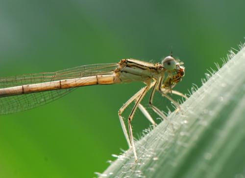 Platycnemis pennipes