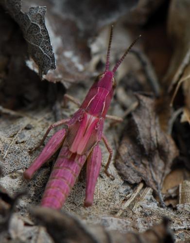 Chorthippus sp.