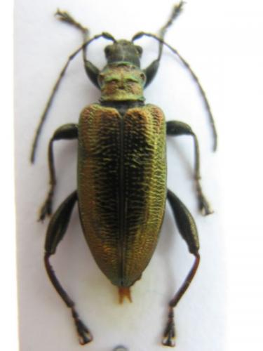 Réf. 22 207 : Donacia reticulata