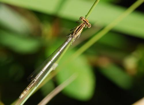 Platycnemis pennipes