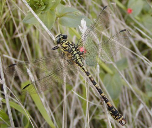 Réf. 22 676 : Onychogomphus forcipatus
