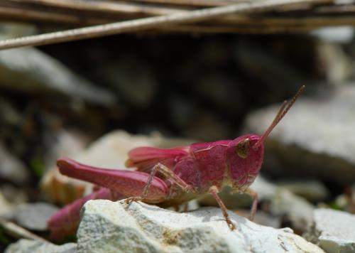 Chorthippus sp.