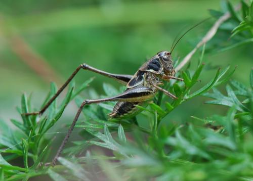 Réf. 22 542 : Metrioptera sp.