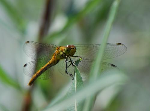 Sympetrum sanguineum