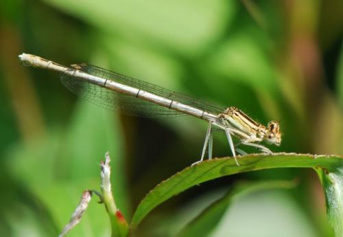 Platycnemis pennipes