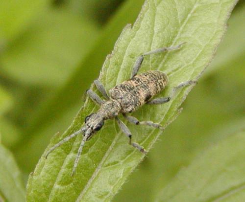 Rhagium mordax