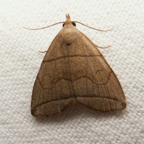 Herminia grisealis