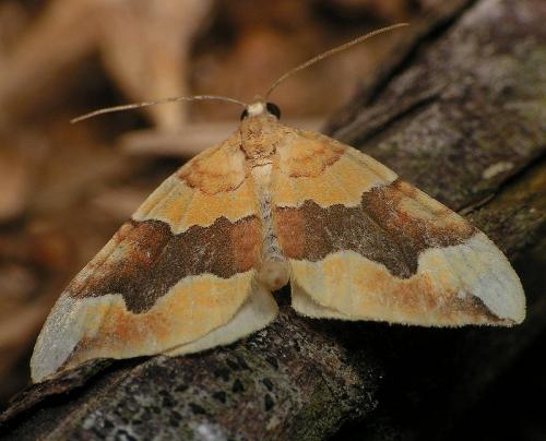 Réf. 22 645 : Cidaria fulvata