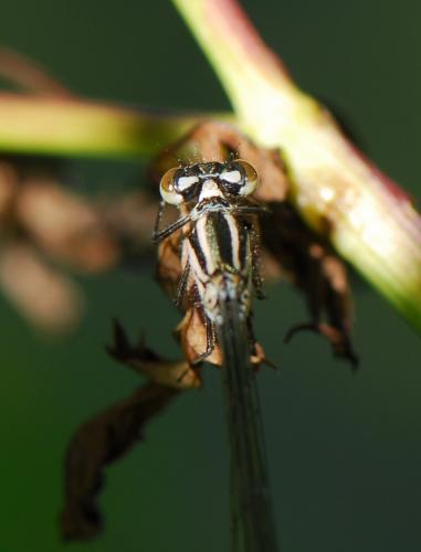 Coenagrion puella