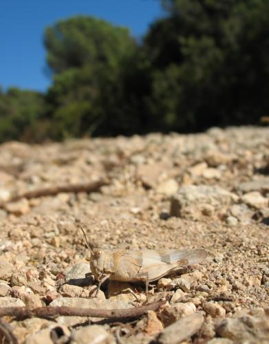 Oedipoda caerulescens caerulescens