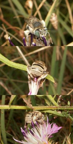 Réf. 22 488 : Anthophora bimaculata