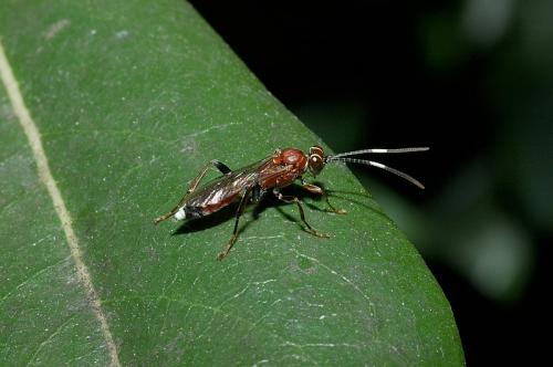 Crytea erythraea