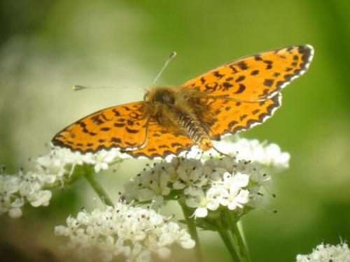 Melitaea didyma