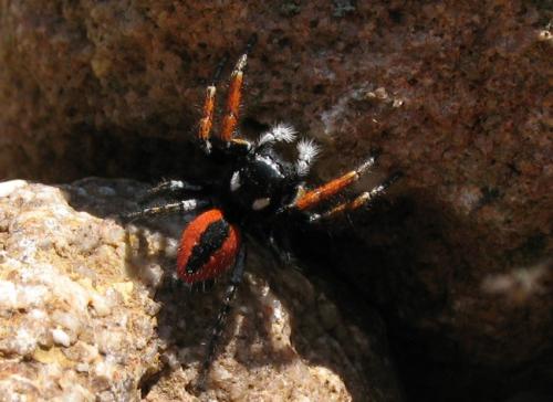 Philaeus chrysops