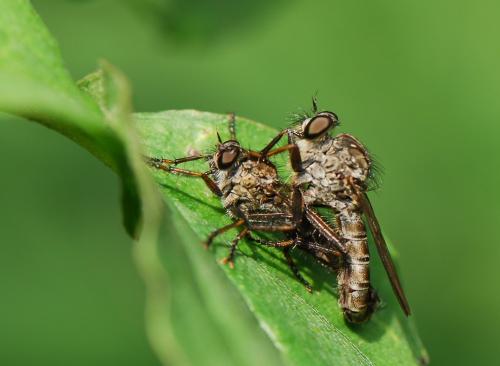 Réf. 22 712 : Tolmerus sp.