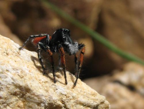 Réf. 22 630 : Philaeus chrysops