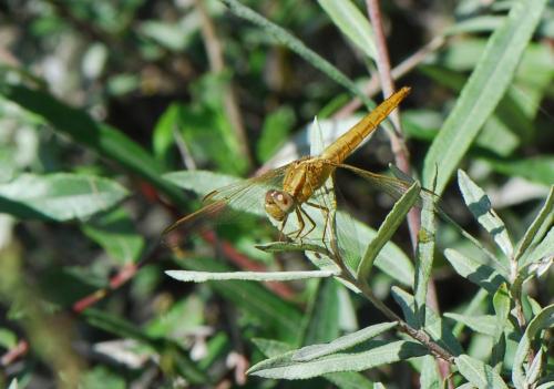 Crocothemis erythraea